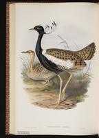 Lesser florikin plate 57