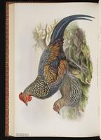 Grey Junglefowl plate 56
