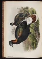Sclater's Monal, Sclater's Monal Pheasant plate 55