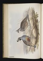 California Quail, Californian Quail, Codorniz californiana plate 16