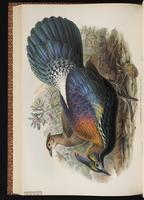 Chinese Monal plate 54