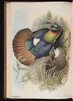 Himalayan Monal plate 53