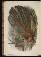 Great Argus plate 52