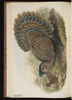 Grey Peacock-Pheasant plate 51
