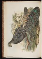 Grey Peacock-Pheasant plate 50