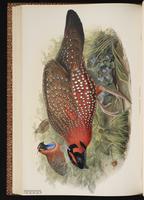 Satyr Tragopan plate 49