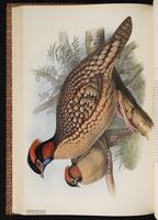 Cabot's Tragopan, Cabot's Tragopan Pheasant plate 48