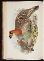 Blyth's Tragopan, Blyth's Tragopan Pheasant plate 47