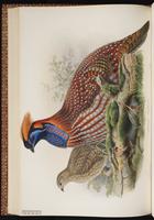 Temminck's Tragopan plate 46