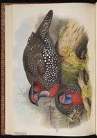 Western Tragopan, Western Tragopan Pheasant plate 45