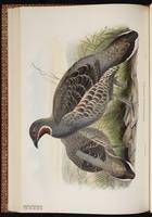 Verreaux's Monal Partridge, Verreaux's Monal-Partridge plate 44