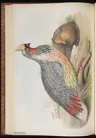 Blood Pheasant plate 43