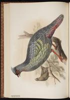 Blood Pheasant plate 42