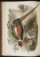 Common Pheasant, Ring-necked Pheasant, faisan de chasse, Fais‡n de collar plate 41