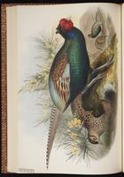 Green Pheasant plate 40