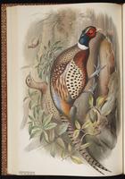 Common Pheasant, Ring-necked Pheasant, faisan de chasse, Fais‡n de collar plate 39