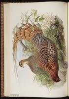 Copper Pheasant plate 38