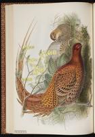 Copper Pheasant plate 37