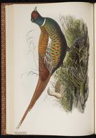 Common Pheasant, Ring-necked Pheasant, faisan de chasse, Fais‡n de collar plate 36