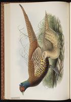 Common Pheasant, Ring-necked Pheasant, faisan de chasse, Fais‡n de collar plate 35