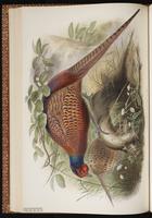 Common Pheasant, Ring-necked Pheasant, faisan de chasse, Fais‡n de collar plate 34