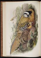 Reeves's Pheasant plate 33