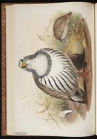 Tibetan Snowcock plate 32