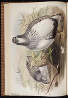 Altai Snowcock plate 31