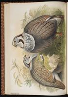Himalayan Snowcock plate 30