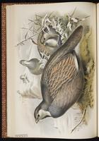 Caspian Snowcock plate 29