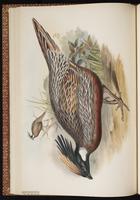 Koklass Pheasant plate 28