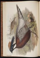Koklass Pheasant plate 27