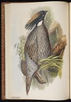 Koklass Pheasant plate 26