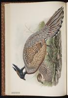 Koklass Pheasant plate 25