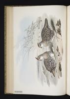 Banded Quail, Codorniz rayada plate 14
