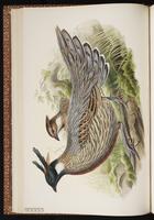 Koklass Pheasant plate 24