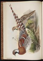 Rock Bush Quail plate 23