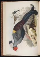 Siamese Fireback plate 21