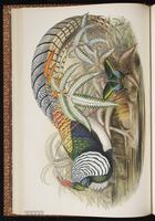 Lady Amherst's Pheasant plate 20