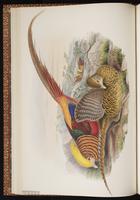 Golden Pheasant plate 19