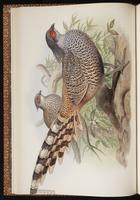 Cheer Pheasant plate 18