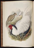 Silver Pheasant plate 17