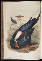 Swinhoe's Pheasant plate 16