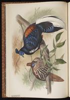 Golden Pheasant plate 15