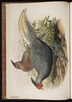 Silver Pheasant plate 14