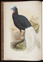Bulwer's Pheasant plate 13