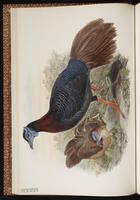 Bulwer's Pheasant plate 12