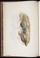 Barred Buttonquail plate 11