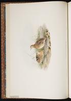 Common Buttonquail, Kurrichane Buttonquail plate 10