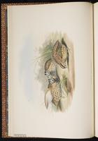 Rain Quail plate 9